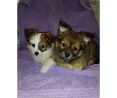 Two male Pomchi puppies 10 weeks old for sale