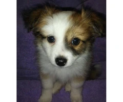 Two male Pomchi puppies 10 weeks old for sale - 3