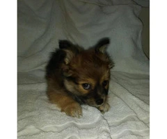 Two male Pomchi puppies 10 weeks old for sale - 4