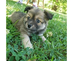 Two male Pomchi puppies 10 weeks old for sale - 5