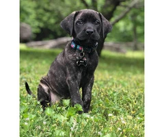 Mastiff Saint Bernard mixed pup for sale