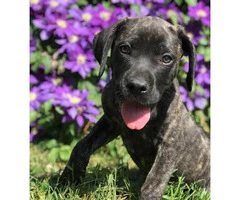 Mastiff Saint Bernard mixed pup for sale - 2