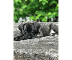 Mastiff Saint Bernard mixed pup for sale - 4