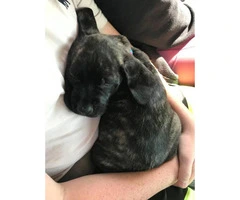 Mastiff Saint Bernard mixed pup for sale - 6