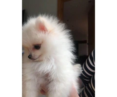 Gorgeous T-cup Pom Puppies! Text (4092101567 - 2