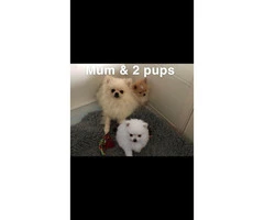 Micro Mini Teacup Pomeranian Puppies For Sale