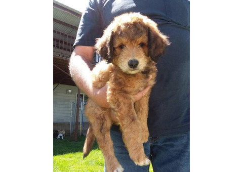 3 remaining F1b Aussiedoodle puppies