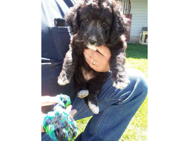 3 remaining F1b Aussiedoodle puppies in Idaho Falls, Idaho - Puppies for Sale Near Me