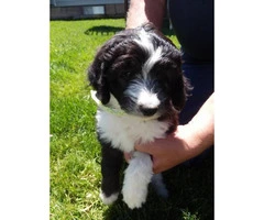 3 remaining F1b Aussiedoodle puppies - 5