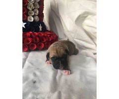 3 males AKC Boxer puppies for sale - 1
