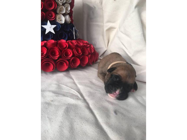 3 males AKC Boxer puppies for sale in Mobile, Alabama ...