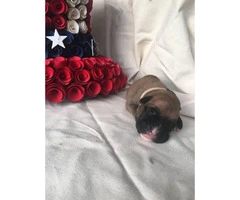 3 males AKC Boxer puppies for sale - 2
