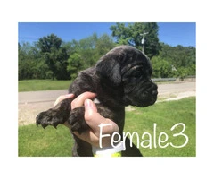 Males & Females Cane corso puppies for sale - 1