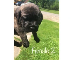 Males & Females Cane corso puppies for sale - 2
