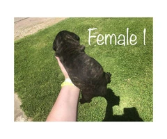 Males & Females Cane corso puppies for sale - 3