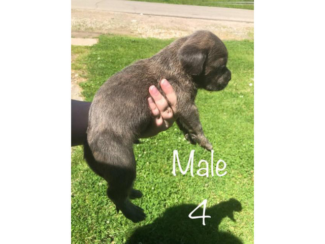 Males & Females Cane corso puppies for sale in , Ohio
