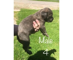 Males & Females Cane corso puppies for sale - 4
