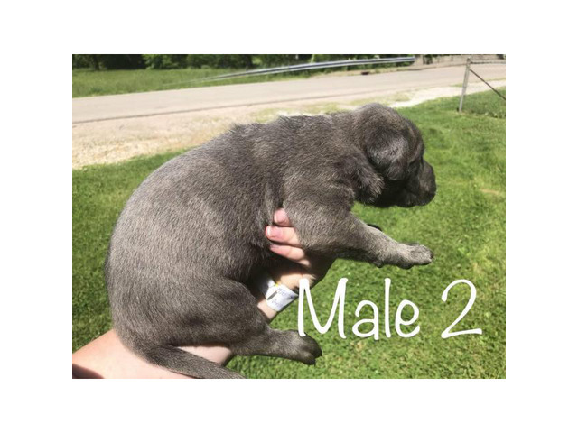 Males & Females Cane corso puppies for sale in , Ohio