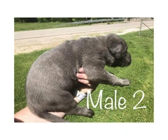 Males & Females Cane corso puppies for sale - 5
