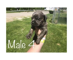 Males & Females Cane corso puppies for sale - 6