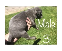 Males & Females Cane corso puppies for sale - 7