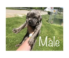 Males & Females Cane corso puppies for sale - 8