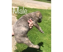 Males & Females Cane corso puppies for sale - 9