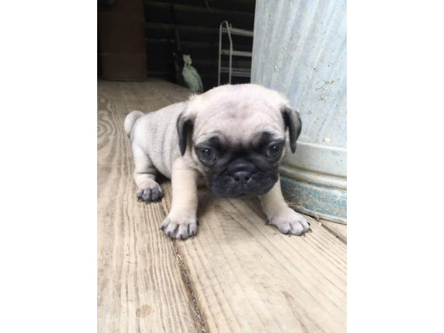 pug puppies for sale near me