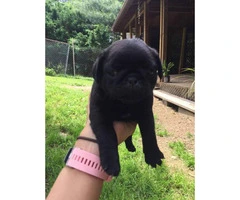 Pug puppies for adoption - 6