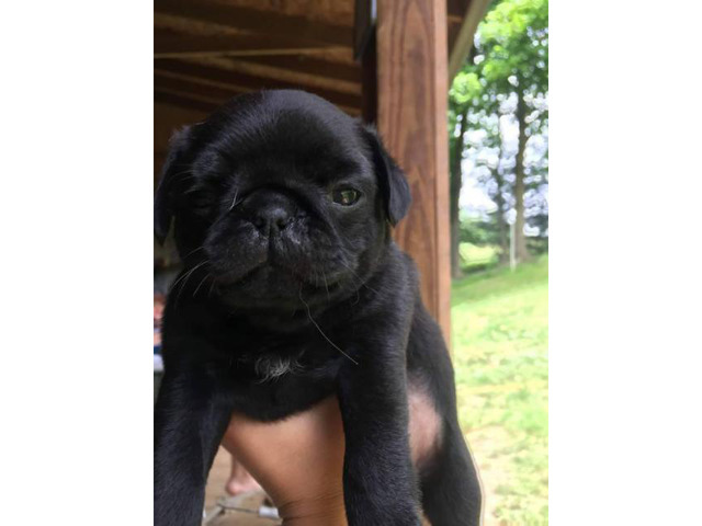 Pug puppies for adoption in Connecticut USA