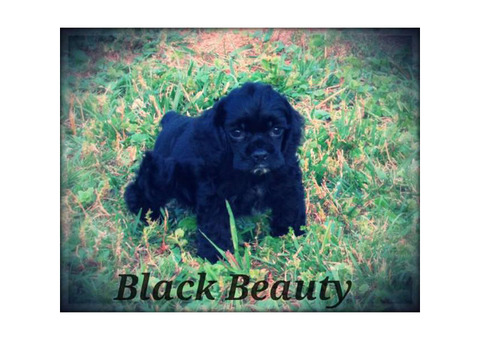 AKC Spaniel's male puppies