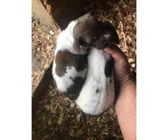 Beautiful litter of 10 German shorthaired pointer puppies