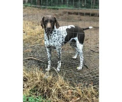 Beautiful litter of 10 German shorthaired pointer puppies - 3
