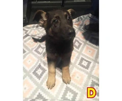 3 Purebred German Shepherd puppies ready for a new loving home - 3