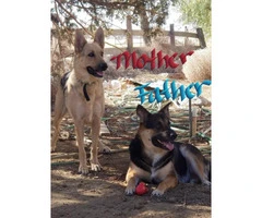 3 Purebred German Shepherd puppies ready for a new loving home - 4
