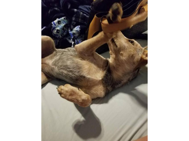 One female blue heeler puppy in Gilbert, Arizona - Puppies for Sale Near Me