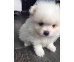 1 baby Boy-white Pomeranian puppies