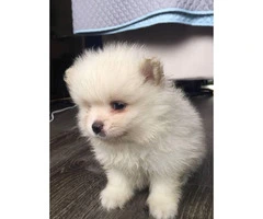 1 baby Boy-white Pomeranian puppies - 2