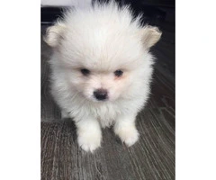1 baby Boy-white Pomeranian puppies - 3
