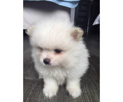 1 baby Boy-white Pomeranian puppies - 4