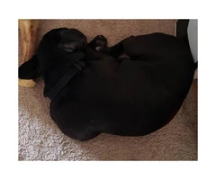Purebred Black French Bulldog puppy - 4