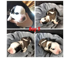 Saint Bernard Puppies - 3 Females 7 Males - 5