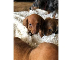 3 CKC reg mini dachshund puppies for sale