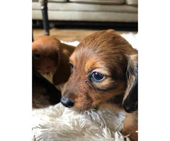 3 CKC reg mini dachshund puppies for sale - 3