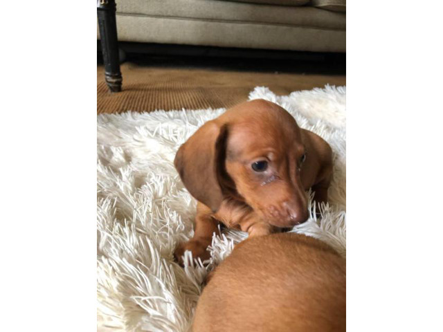 3 CKC reg mini dachshund puppies for sale in Lexington