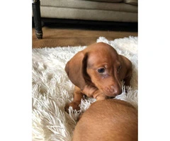 3 CKC reg mini dachshund puppies for sale - 4