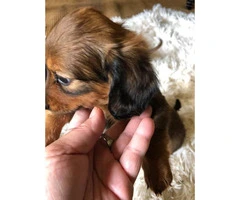 3 CKC reg mini dachshund puppies for sale - 5