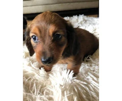 3 CKC reg mini dachshund puppies for sale - 6