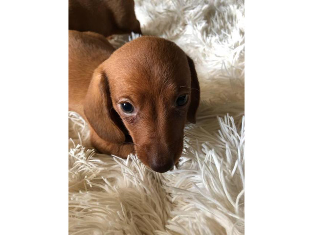 43+ Dachshund Puppies In Kentucky Image - Bleumoonproductions