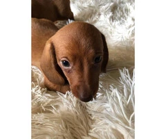 3 CKC reg mini dachshund puppies for sale - 7